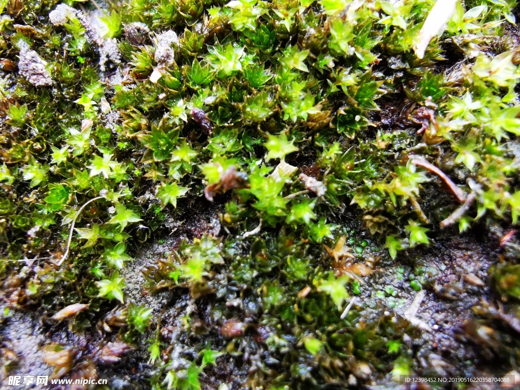 苔藓
