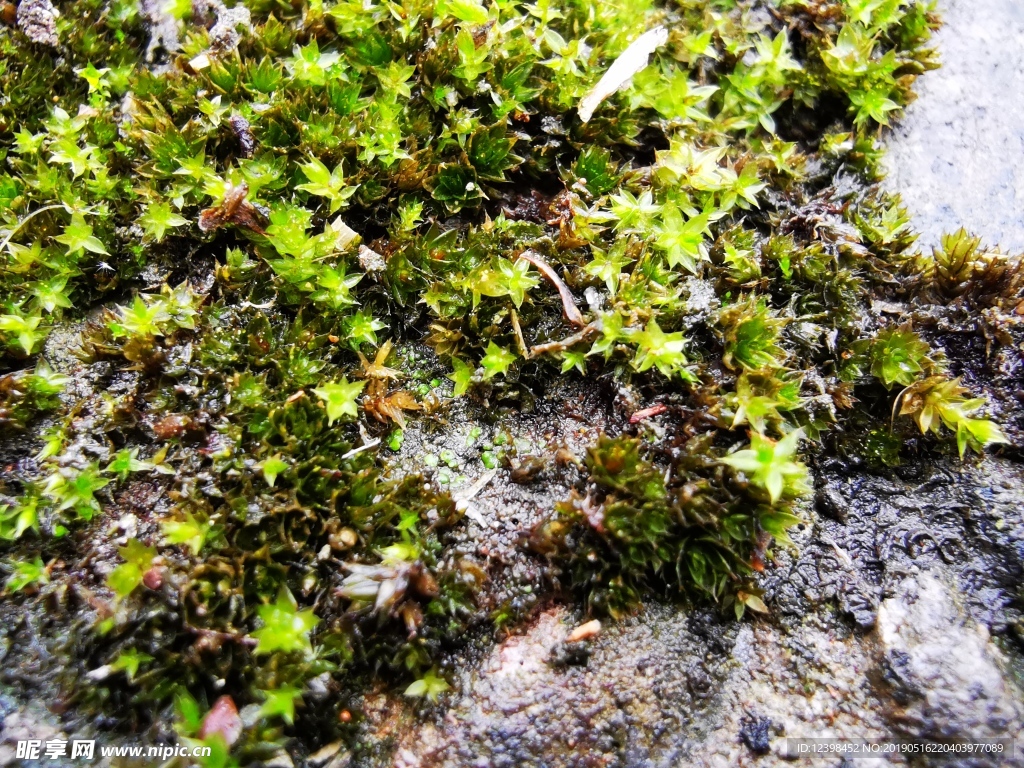 苔藓