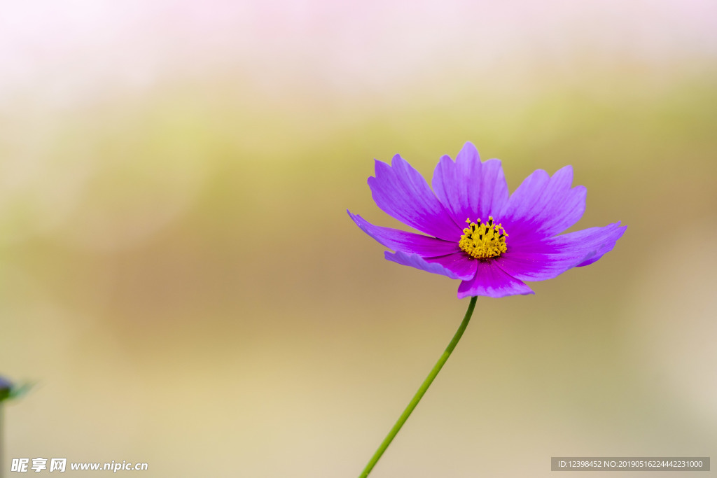 格桑花