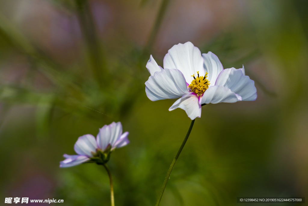格桑花
