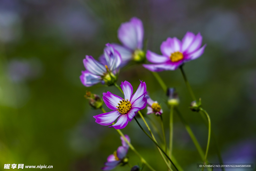 格桑花