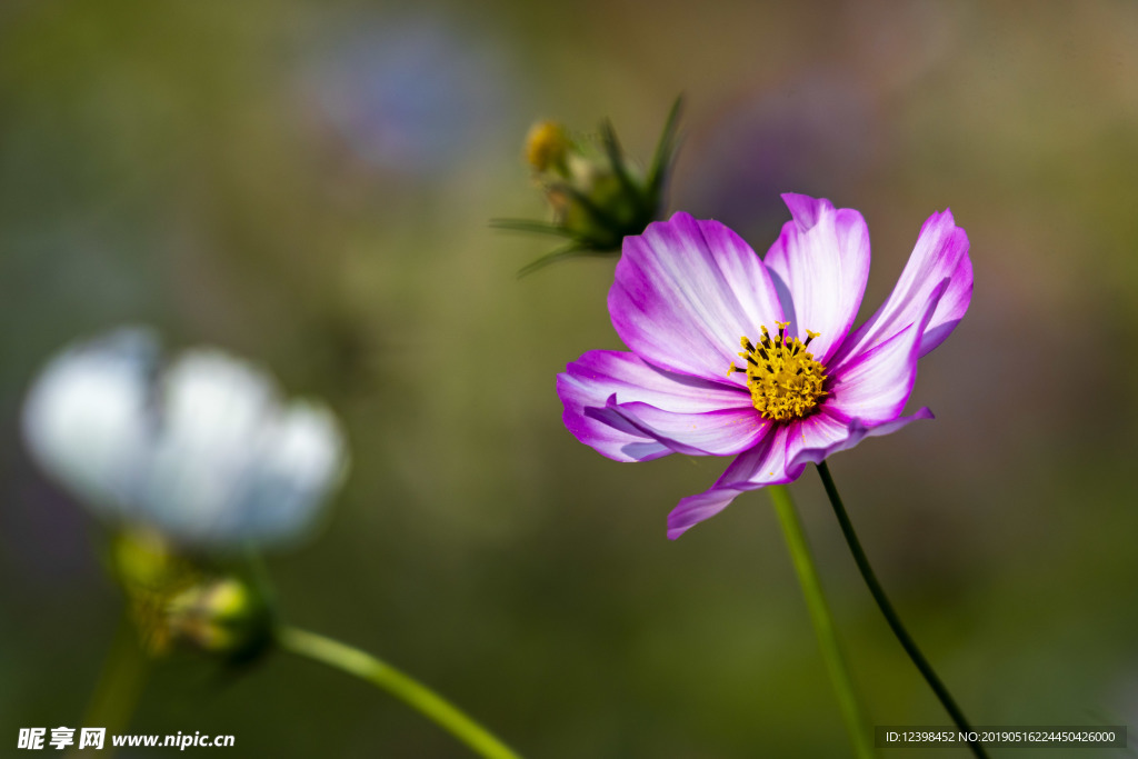 格桑花