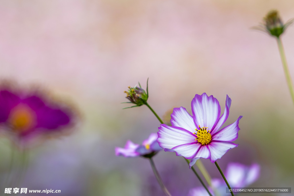 格桑花