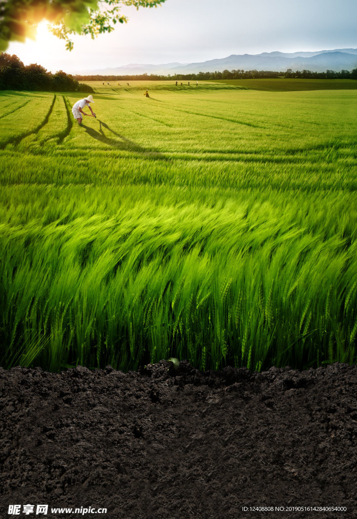 麦子