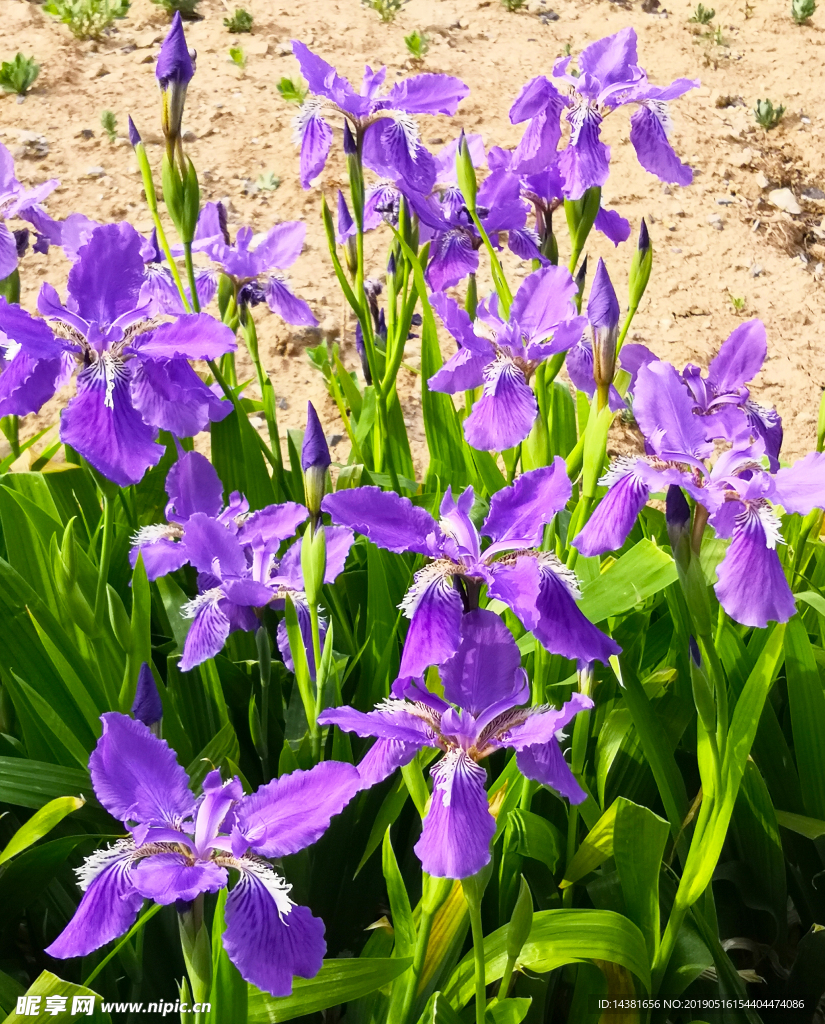 蝴蝶兰花鸢尾兰