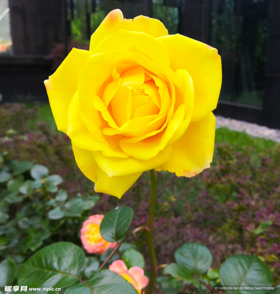 月季花