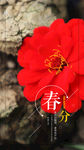 手机壁纸