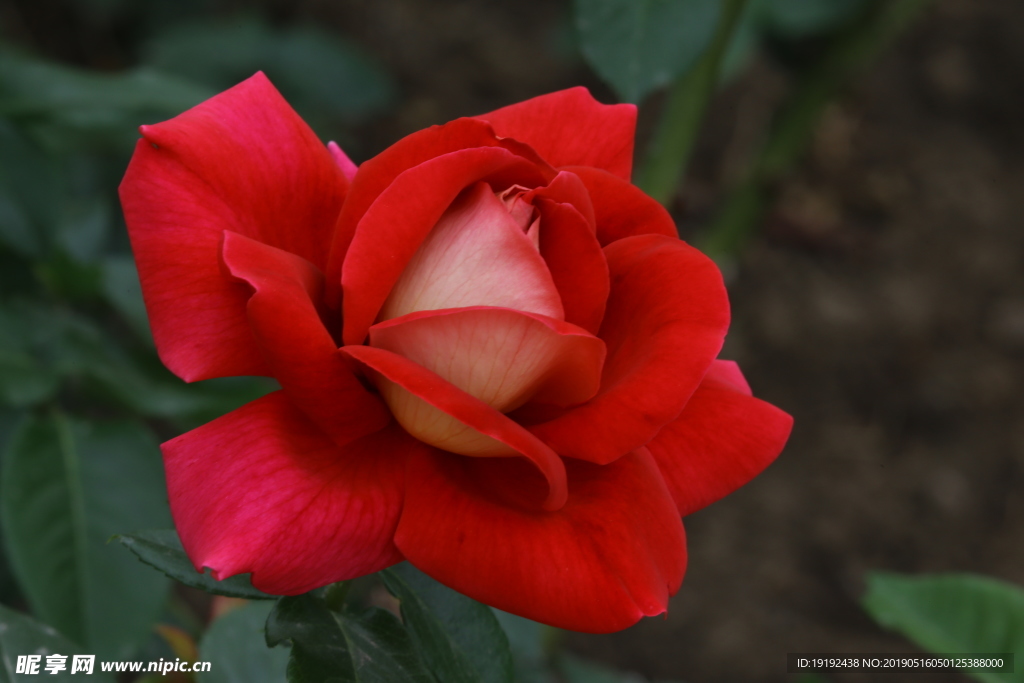 月季花