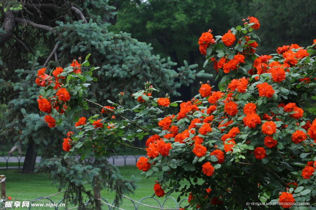 月季花