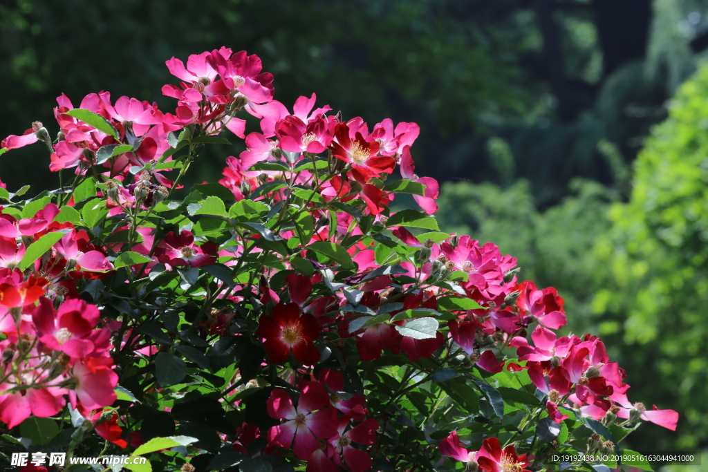 月季花
