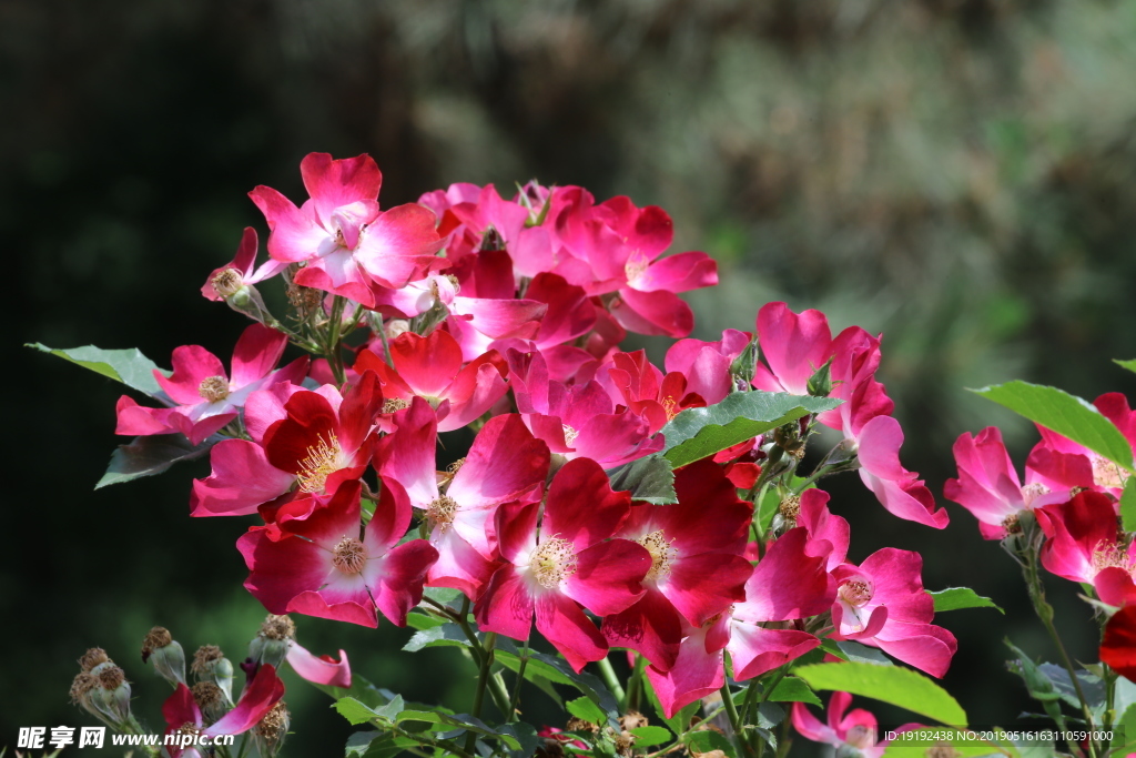 月季花