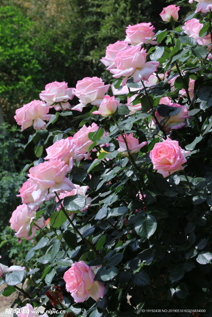 月季花