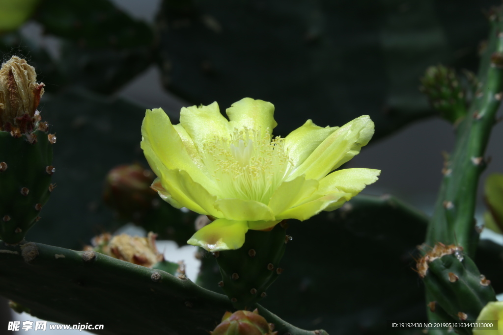 仙人掌花