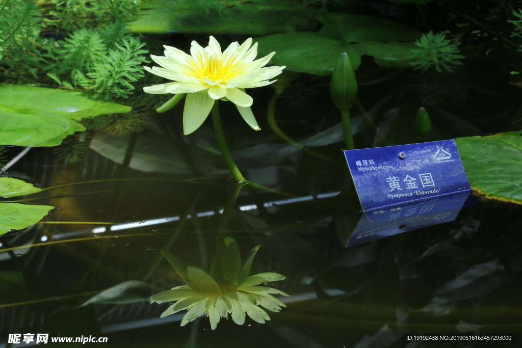 荷塘睡莲花