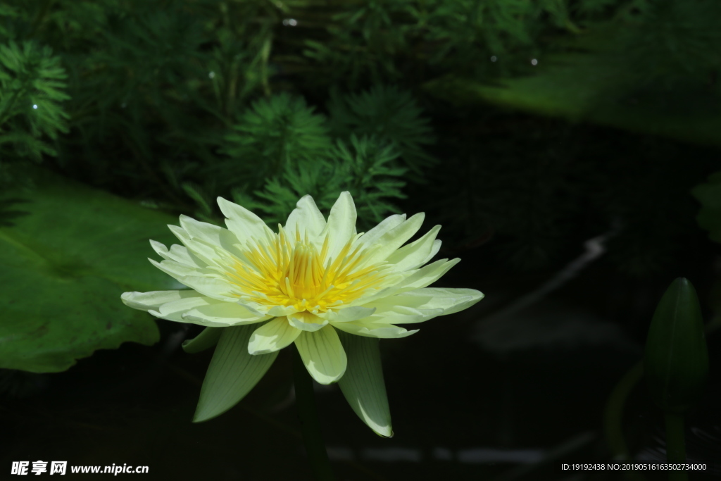 荷塘睡莲花