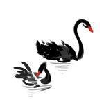 黑天鹅