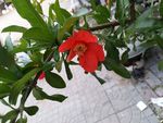 石榴花