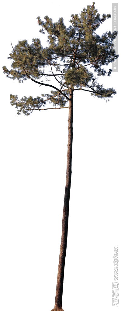 松树