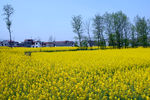 汉阴县油菜花