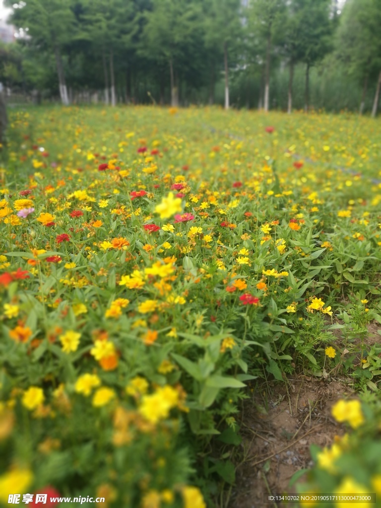 花海