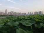 沙湖荷花池