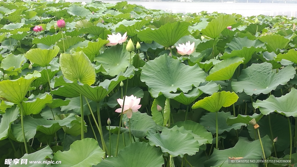 荷花池