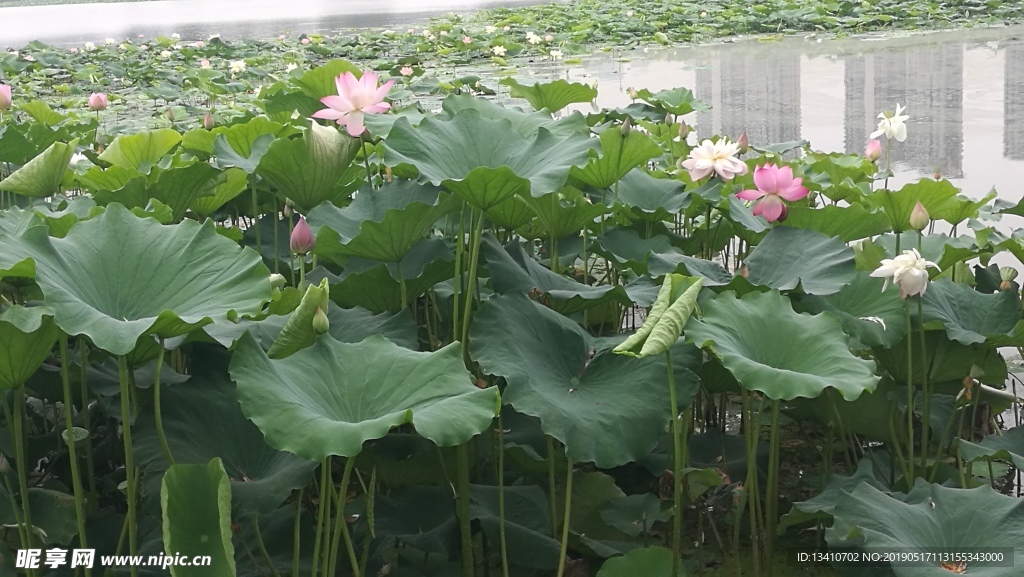 莲花池
