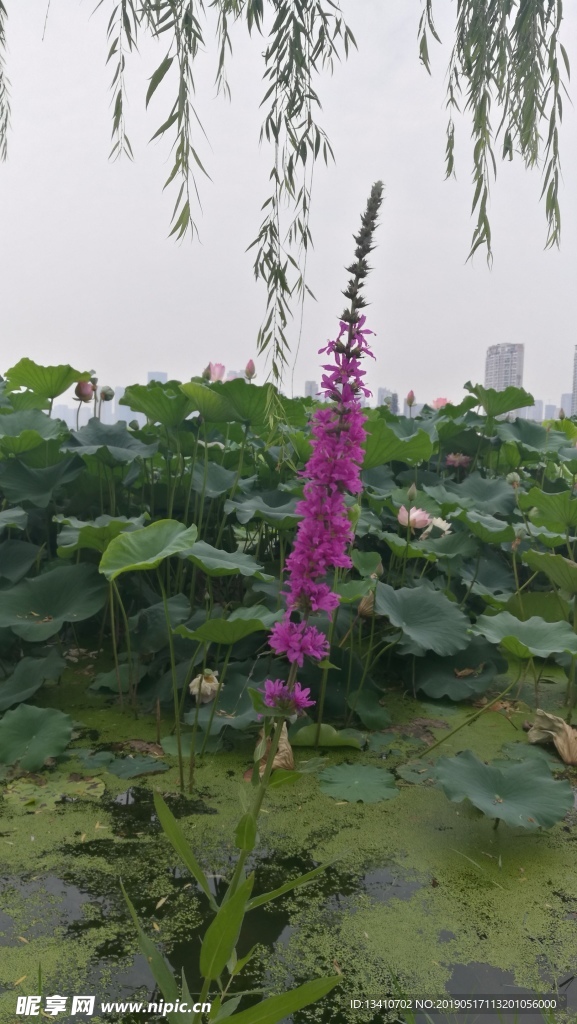 湖边的花