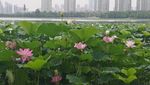 沙湖莲花池