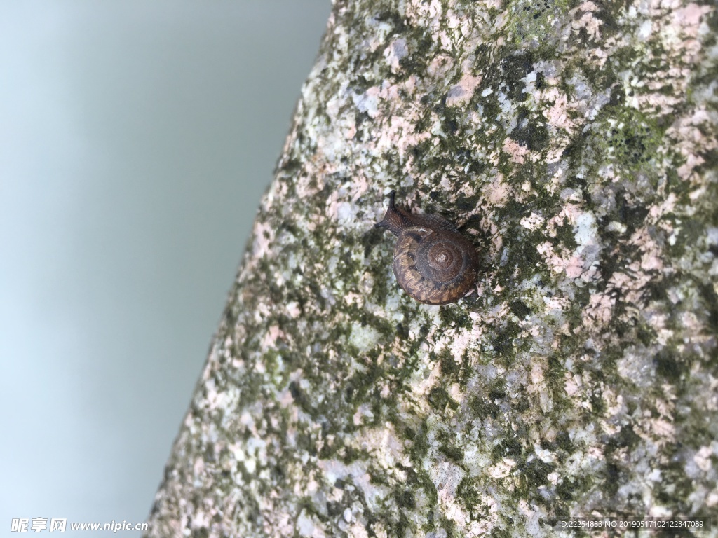 青苔石头上的蜗牛