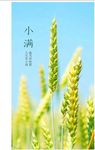 小满 节气 蓝天 麦穗 稻谷