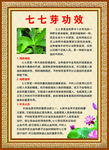 七七芽