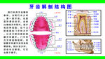 牙齿结构图