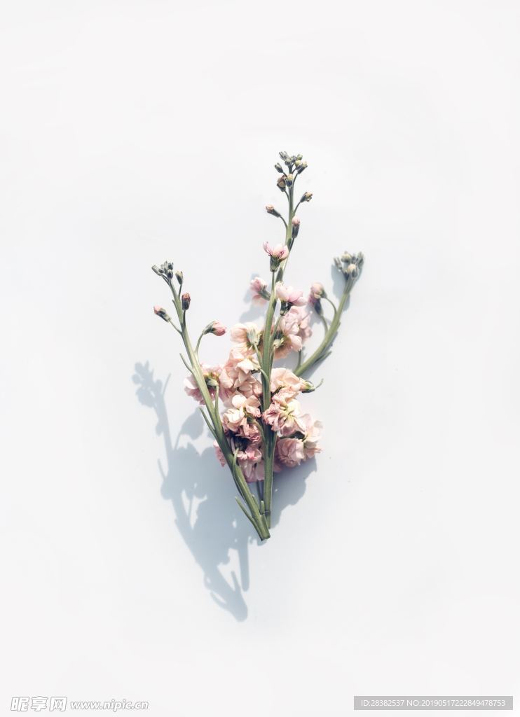 自然花草