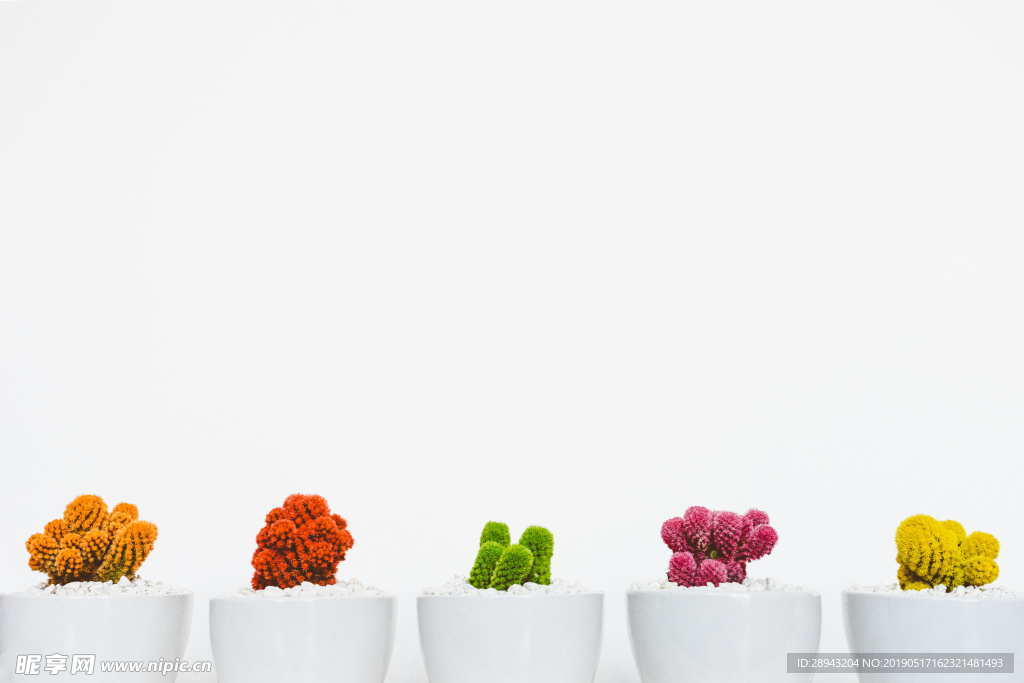 植物背景