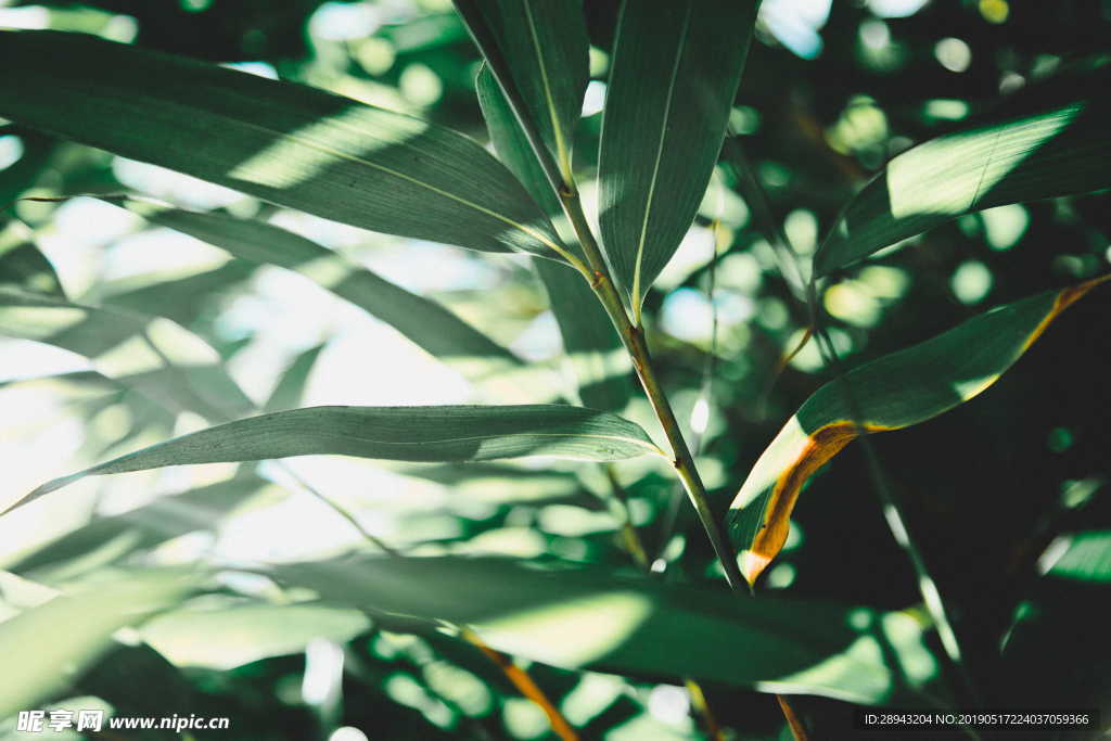 植物