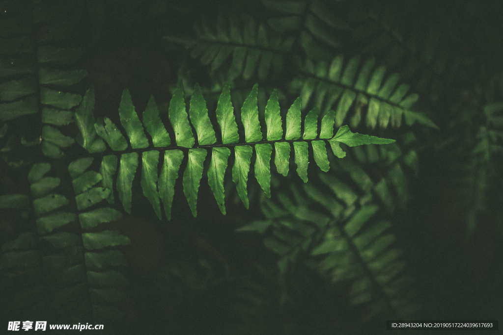 植物