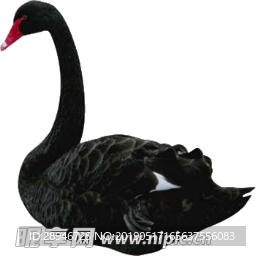 黑天鹅