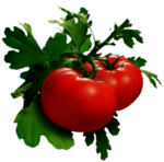 番茄  西红柿 圣女果 红番茄