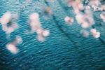 粉花清水