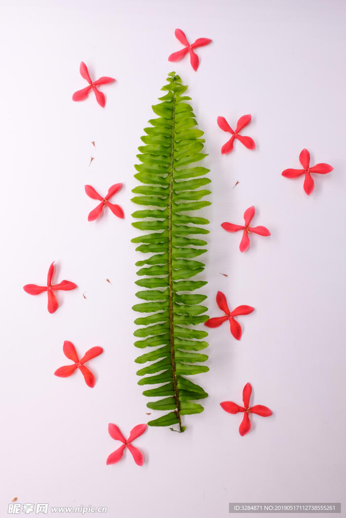 ins摆拍花草