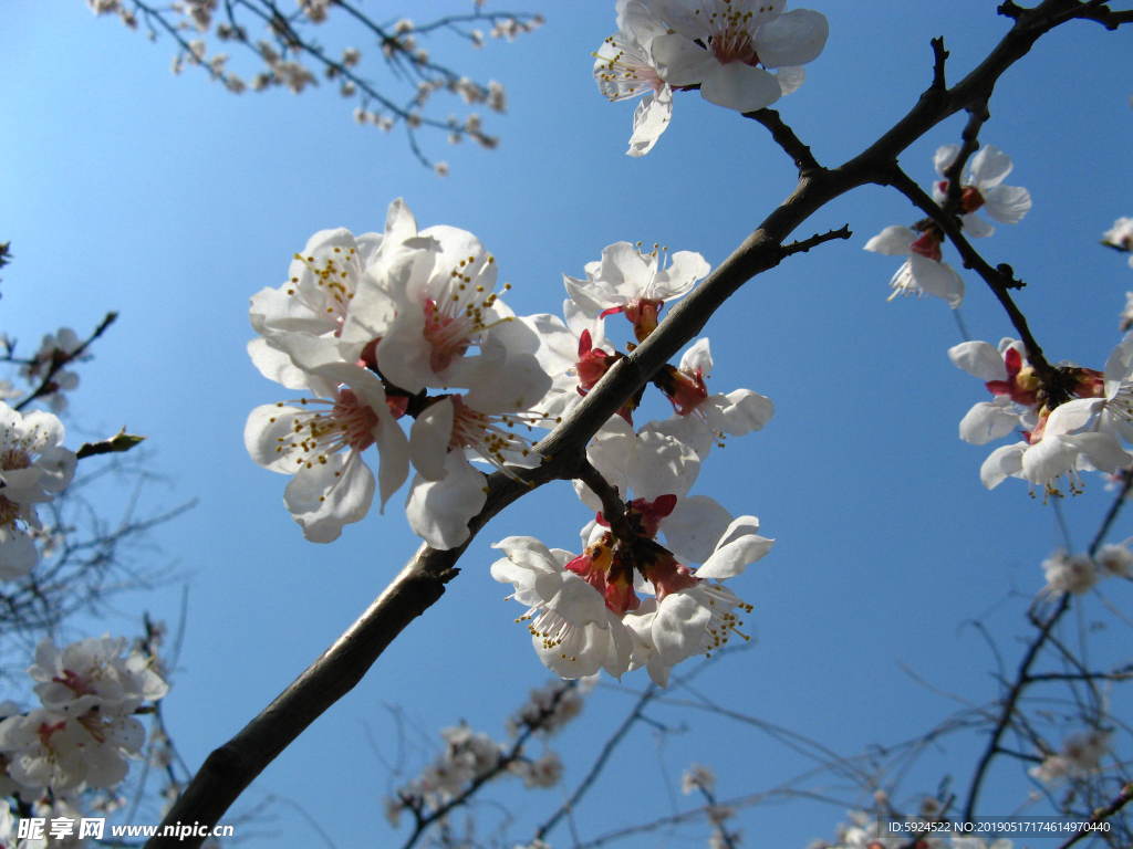 梅花盛开