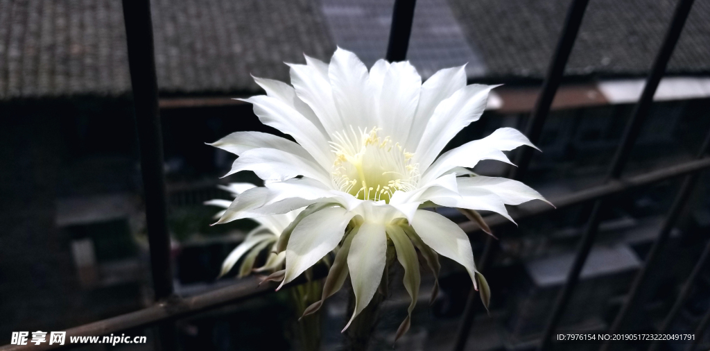仙人掌花