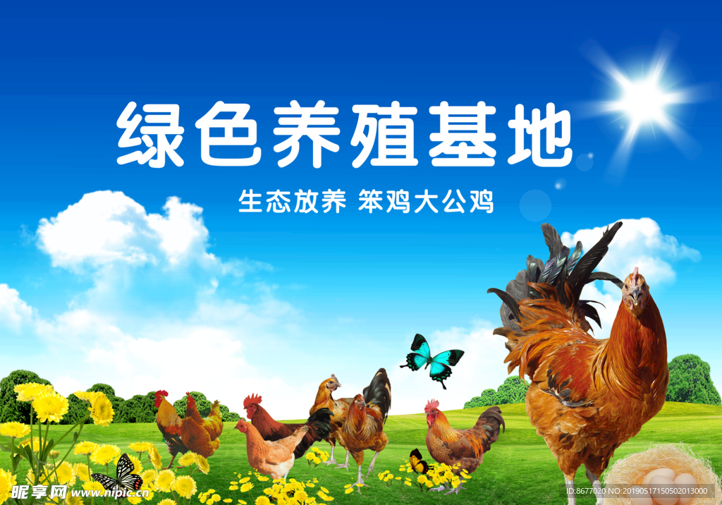 生态养鸡