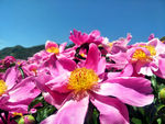 芍药花