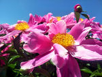 芍药花