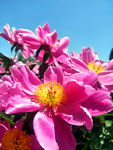 芍药花