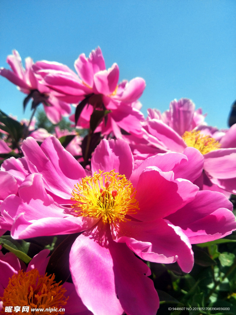 芍药花