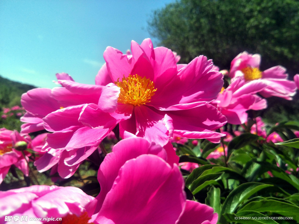 芍药花