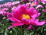 芍药花